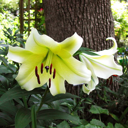 Lilium Bright Star
